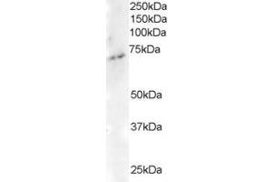ABIN184678 staining (2µg/ml) of Human Brain lysate (RIPA buffer, 35µg total protein per lane). (ELMO3 antibody  (C-Term))