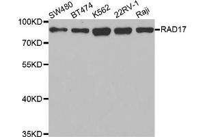 Western blot analysis of extracts of various cell lines, using RAD17 antibody (ABIN5973095) at 1/1000 dilution. (RAD17 antibody)