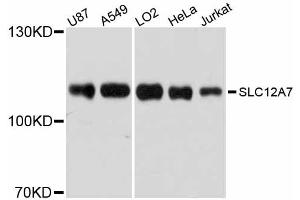 Western blot analysis of extracts of various cell lines, using SLC12A7 antibody (ABIN5998824) at 1/1000 dilution. (SLC12A7 antibody)