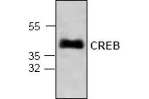 Image no. 1 for anti-cAMP Responsive Element Binding Protein 1 (CREB1) antibody (ABIN356445) (CREB1 antibody)