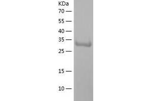 Western Blotting (WB) image for Regucalcin (RGN) (AA 1-299) protein (His tag) (ABIN7124808) (Regucalcin Protein (RGN) (AA 1-299) (His tag))