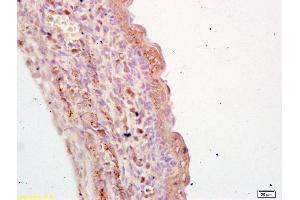 Formalin-fixed and paraffin embedded mouse embryo labeled with Anti-TGM3 Polyclonal Antibody, Unconjugated (ABIN736253) at 1:200 followed by conjugation to the secondary antibody and DAB staining (TGM3 antibody  (AA 601-693))