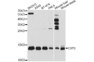 Western blot analysis of extracts of various cell lines, using CST3 antibody. (CST3 antibody)