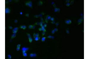 Immunofluorescent analysis of 293T cells using ABIN7166006 at dilution of 1:100 and Alexa Fluor 488-congugated AffiniPure Goat Anti-Rabbit IgG(H+L) (RER1 antibody  (AA 85-139))