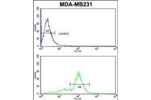 VGFR1 Antibody (ABIN653260 and ABIN2842780) flow cytometric analysis of MDA-M cells (bottom histogram) compared to a negative control cell (top histogram)FITC-conjugated goat-anti-rabbit secondary antibodies were used for the analysis. (FLT1 antibody)