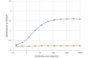 Binding curve of anti-Phl p 1 antibody Clone 25 (ABIN7072371) to Phl p 1 ELISA Plate coated with Phl p 1 (RayBiotech, 228-22412) at a concentration of 2 μg/mL. (Recombinant Phosducin-Like antibody)