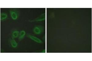 Immunofluorescence analysis of HeLa cells, using PECAM-1 (Ab-713) Antibody. (CD31 antibody  (AA 686-735))