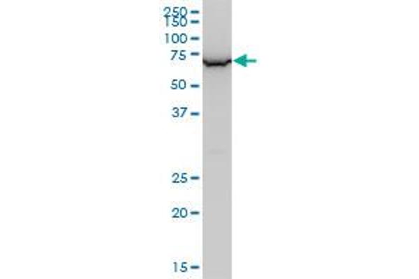 WRAP53 antibody  (AA 62-160)