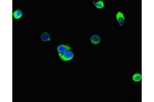 Immunofluorescent analysis of Hela cells using ABIN7157942 at dilution of 1:100 and Alexa Fluor 488-congugated AffiniPure Goat Anti-Rabbit IgG(H+L) (Latexin antibody  (AA 1-216))