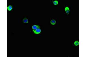 Immunofluorescent analysis of Hela cells using ABIN7157942 at dilution of 1:100 and Alexa Fluor 488-congugated AffiniPure Goat Anti-Rabbit IgG(H+L)