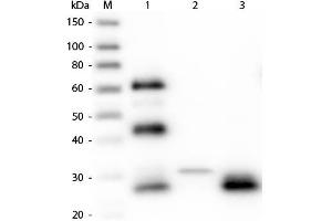 Western Blot of Unconjugated Anti-Chicken IgG F(ab')2 (RABBIT) Antibody . (Rabbit anti-Chicken IgG (F(ab')2 Region) Antibody (Alkaline Phosphatase (AP)) - Preadsorbed)
