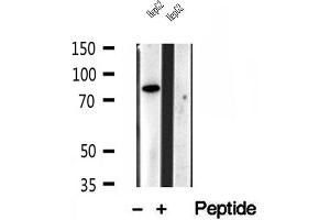 Western blot analysis of extracts of HepG2 cells, using PLOD3 antibody.