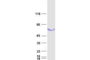 BPIFB1 Protein (Myc-DYKDDDDK Tag)