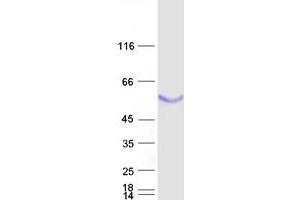 Validation with Western Blot (BPIFB1 Protein (Myc-DYKDDDDK Tag))