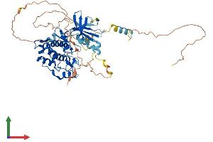 Protein Structure (PS) image for Calcium/calmodulin-Dependent Protein Kinase Kinase 1, alpha (CAMKK1) (AA 1-505) protein (His tag) (ABIN7548787)