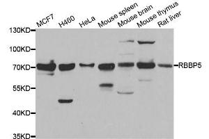 Western blot analysis of extracts of various cell lines, using RBBP5 antibody.