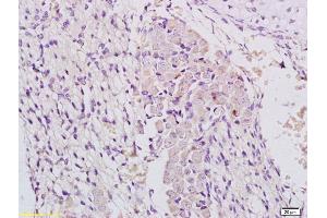 MAP3K11 antibody  (AA 355-460)