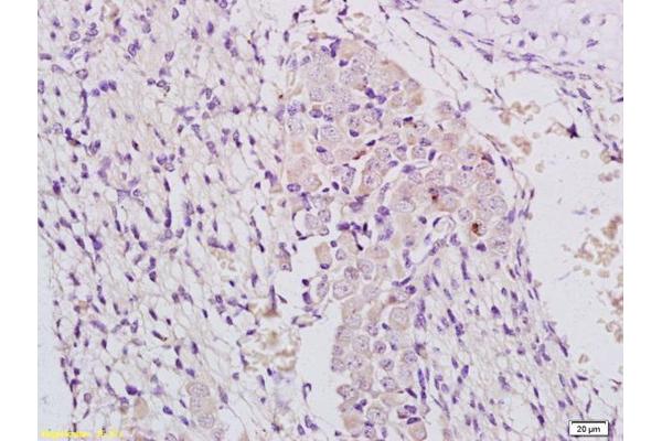 MAP3K11 antibody  (AA 355-460)