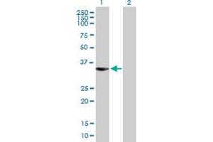 Western Blot analysis of BIRC7 expression in transfected 293T cell line by BIRC7 MaxPab polyclonal antibody. (BIRC7 antibody  (AA 1-298))