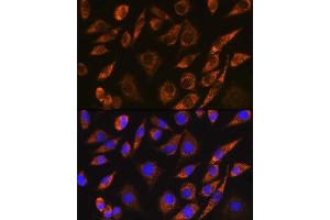 Immunofluorescence analysis of L929 cells using CELF5 Rabbit pAb (ABIN7266539) at dilution of 1:100. (CELF5 antibody)