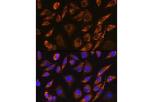 Immunofluorescence analysis of L929 cells using CELF5 Rabbit pAb (ABIN7266539) at dilution of 1:100.