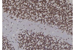 ABIN6276926 at 1/100 staining Rat brain tissue by IHC-P. (LIG1 antibody  (Internal Region))
