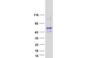 Validation with Western Blot (SMCR7 Protein (Transcript Variant 1) (Myc-DYKDDDDK Tag))