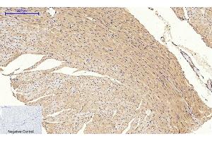 Immunohistochemical analysis of paraffin-embedded mouse heart tissue.