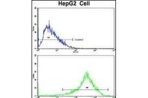 Flow cytometric analysis of HepG2 cells using PON3 Antibody (N-term)(bottom histogram) compared to a negative control cell (top histogram).