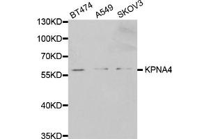 Western blot analysis of extracts of various cell lines, using KPNA4 antibody (ABIN5971058) at 1/1000 dilution.