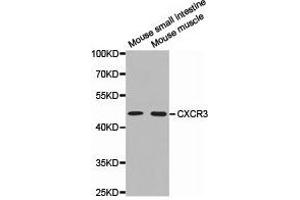 Western Blotting (WB) image for anti-Chemokine (C-X-C Motif) Receptor 3 (CXCR3) antibody (ABIN1872138) (CXCR3 antibody)