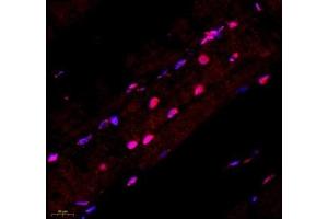 Immunofluorescence of paraffin embedded mouse skeletal muscle using STRAD (ABIN7075730) at dilution of 1: 600 (450x lens) (STRADA antibody)