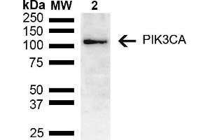 Western blot analysis of Mouse brain lysate showing detection of ~55. (PIK3CA antibody  (AA 150-250) (Biotin))