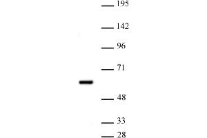 PRMT2 antibody (pAb) tested by Western blot.