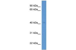 Western Blotting (WB) image for anti-WD Repeat Domain 73 (WDR73) (Middle Region) antibody (ABIN2788542) (WDR73 antibody  (Middle Region))