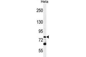Western blot analysis in Hela cell line lysates (35ug/lane) using PCDHB10 Antibody (C-term).