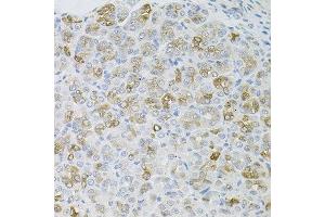 Immunohistochemistry of paraffin-embedded mouse stomach using HPS1 antibody at dilution of 1:100 (x40 lens). (HPS1 antibody)