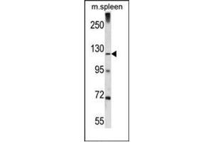 Western blot analysis of KIAA1324 / EIG121 Antibody (C-term) in mouse spleen tissue lysates (35ug/lane). (ELAPOR1 antibody  (C-Term))