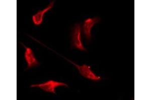 ABIN6276113 staining RAW264. (OR10H4 antibody)