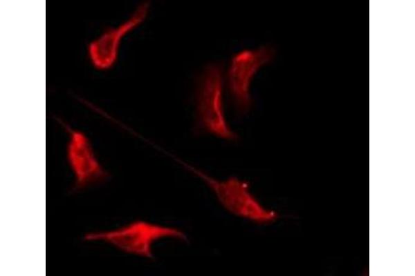 OR10H4 antibody