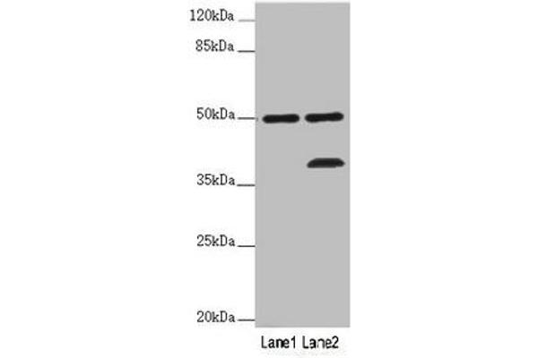 PLIN5 Antikörper  (AA 305-453)