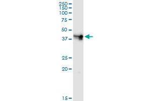 Immunoprecipitation of CD55 transfected lysate using anti-CD55 MaxPab rabbit polyclonal antibody and Protein A Magnetic Bead , and immunoblotted with CD55 MaxPab mouse polyclonal antibody (B01) . (CD55 antibody  (AA 1-381))