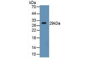 Figure. (GZMA antibody  (AA 29-260))
