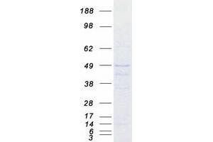 Western Blotting (WB) image for Dystrobrevin Binding Protein 1 (DTNBP1) (Transcript Variant 1) protein (Myc-DYKDDDDK Tag) (ABIN2719886)