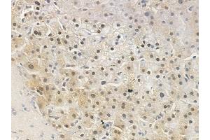 ABIN6259209 and ABIN6274458 at 1/100 staining human normal liver tissue by IHC-P.