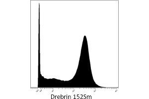 Mass cytometry of brain tumor cells with anti-drebrin (DBN-N-03) 152Sm. (DBN1 antibody  (AA 1-326))