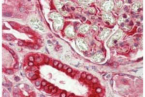 ABIN1782135 (5 μg/mL) staining of paraffin embedded Human Kidney. (DVL1 antibody  (AA 20-32))