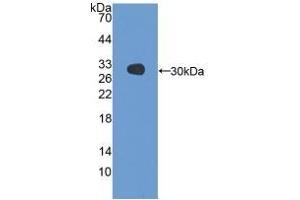 Detection of Recombinant GSTa3, Gallus using Polyclonal Antibody to Glutathione S Transferase Alpha 3 (GSTa3) (GSTA3 antibody  (AA 1-229))