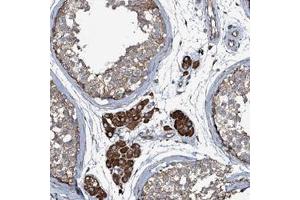 Immunohistochemical staining of human testis with WIPF3 polyclonal antibody  shows moderate cytoplasmic positivity in cells in seminiferus ducts and strong staining in Leydig cells at 1:50-1:200 dilution. (WIPF3 antibody)