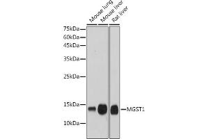 Western blot analysis of extracts of various cell lines, using MGST1 antibody (ABIN7268512) at 1:1000 dilution.